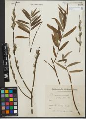 Foto von Salix purpurea L. x Salix viminalis L.